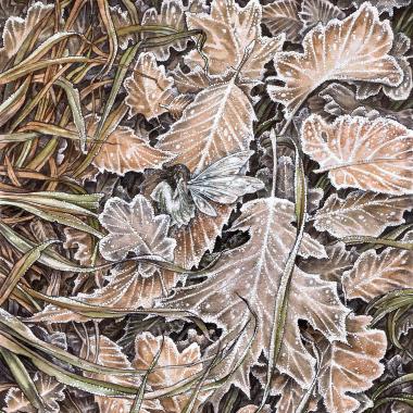 'The First Frost' by Adam Oehl