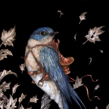 The Saddled Bluebird